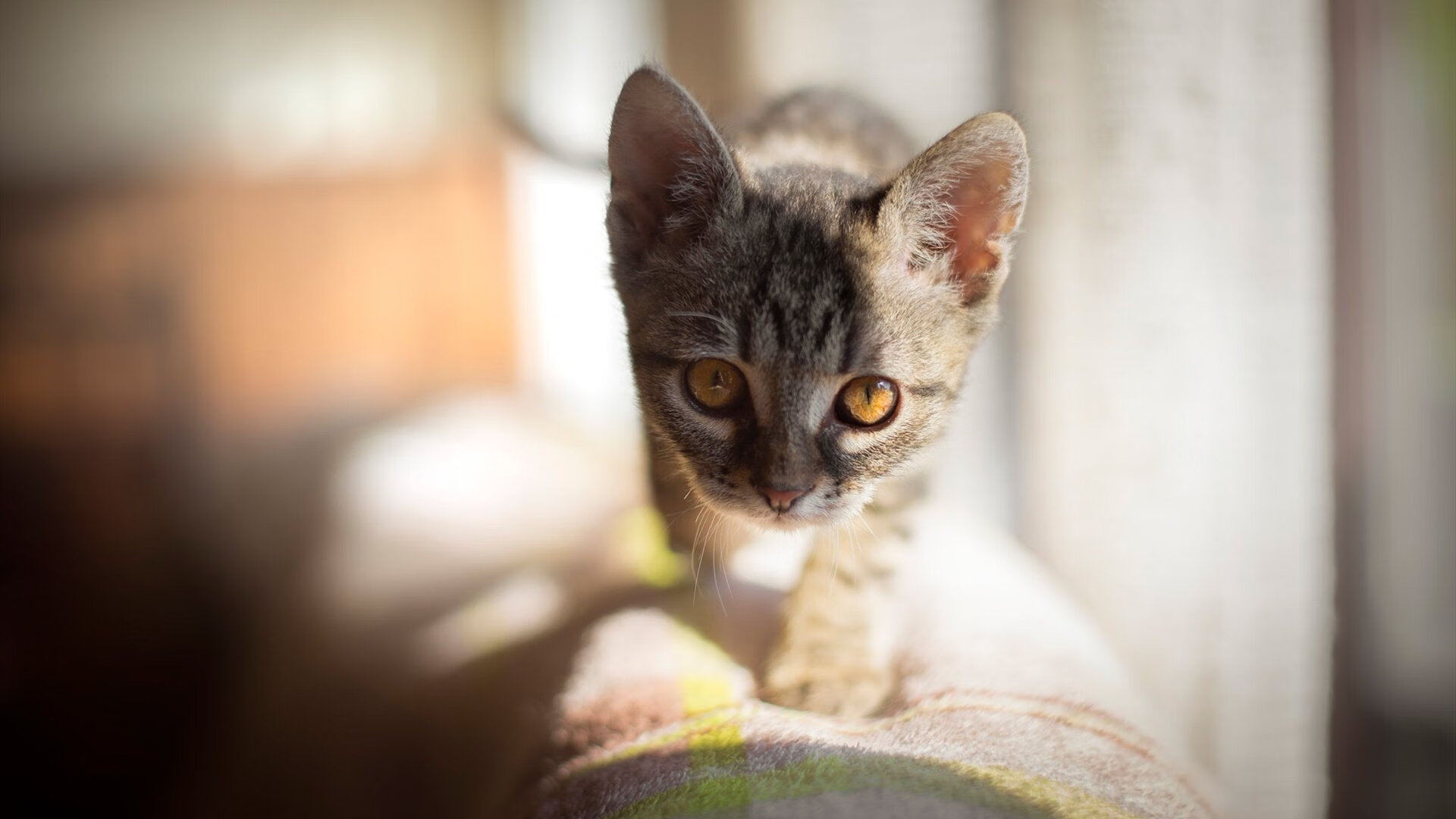 大型户外绳索探险，攀爬尖峰突破极限，户外 绳索