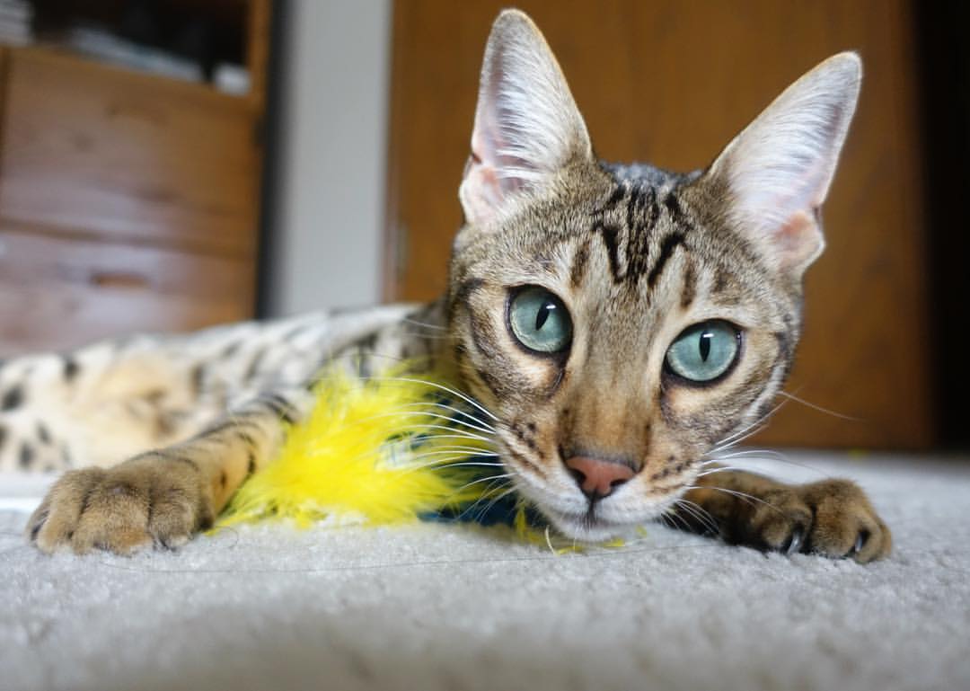 足球发展纳入国家体育强国建设规划，我国把足球纳入学校体育课程教学体系