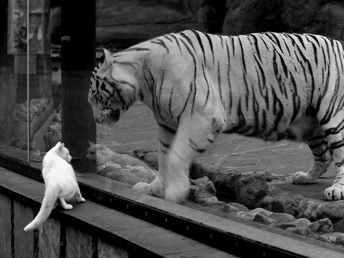 逆转“神迹之夜”：欧冠赛场的不可思议时刻