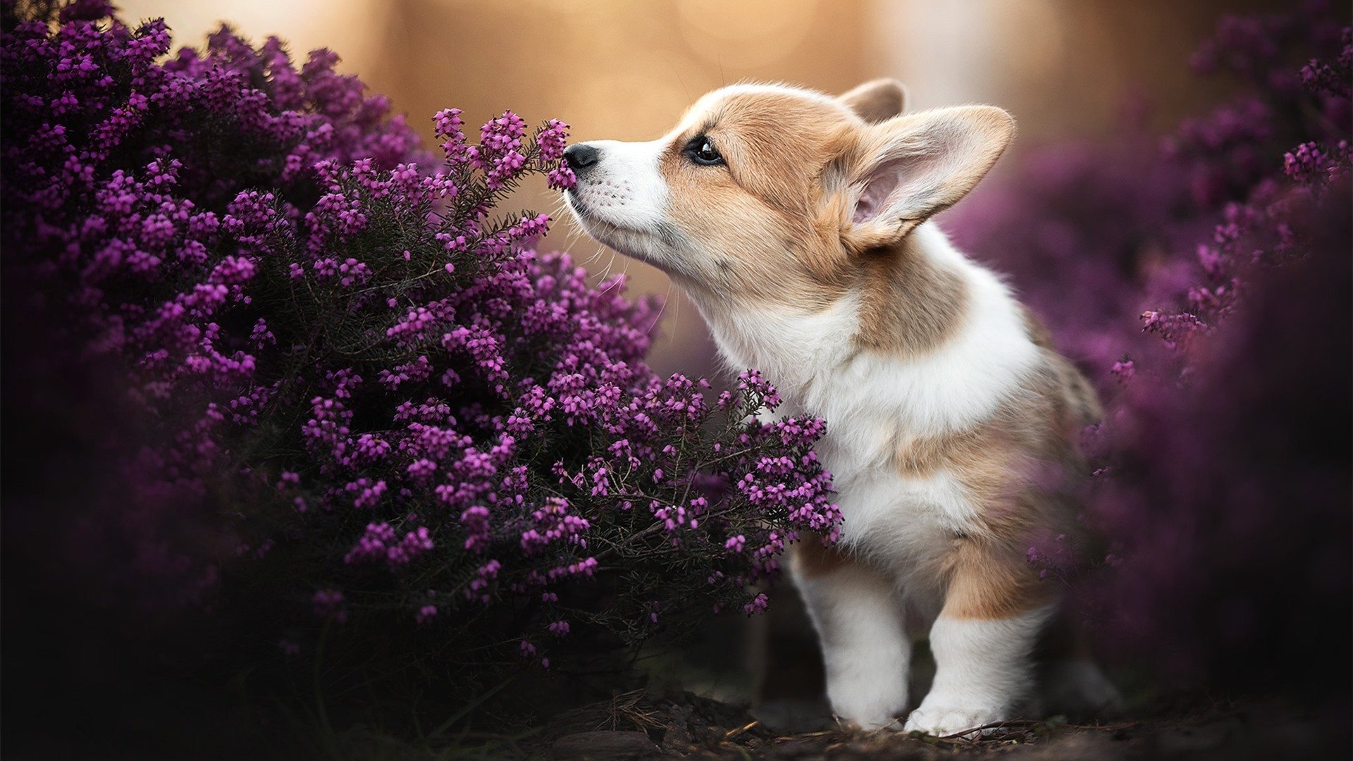 阿贾克斯惊险晋级,欧洲足坛瞬间沸腾,阿贾克斯几座欧冠