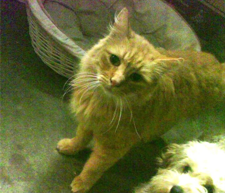 北京国安年轻球员入选国家队,北京国安年轻球员入选国家队了吗