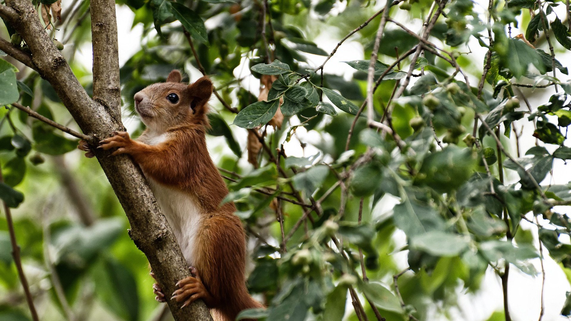 史特拉斯堡客场告负圣埃蒂安,跌入降级区,斯特拉斯堡 圣埃蒂安
