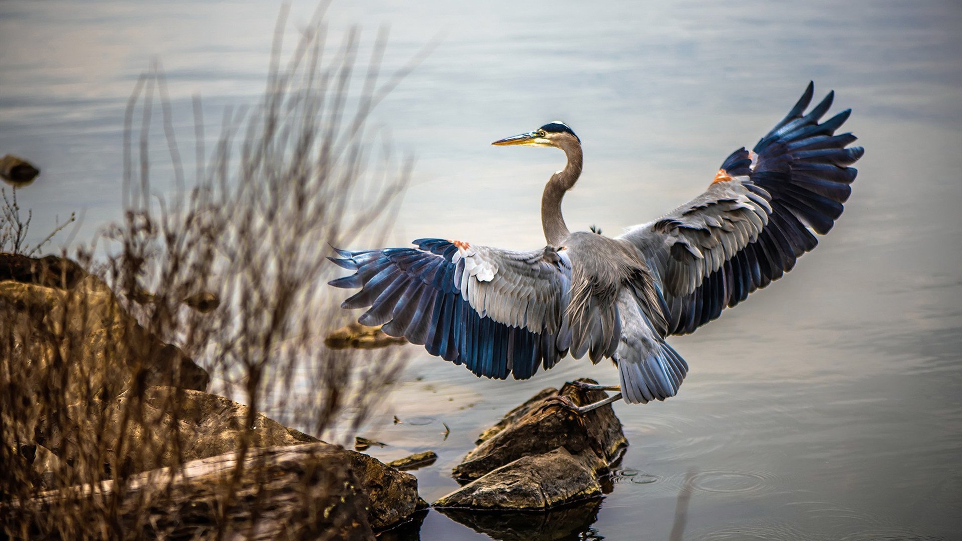 开云在线-阿根廷绝杀哥伦比亚，美洲杯前景一片光明，阿根廷 哥伦比亚 美洲杯