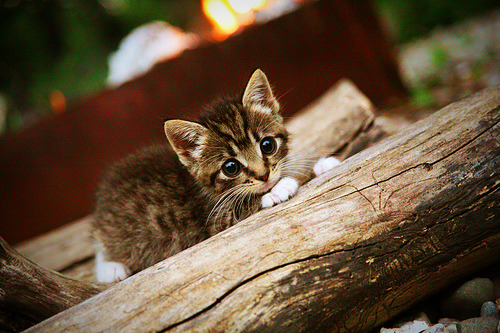 世界青少年羽毛球邀请赛掀起“羽毛狂潮”