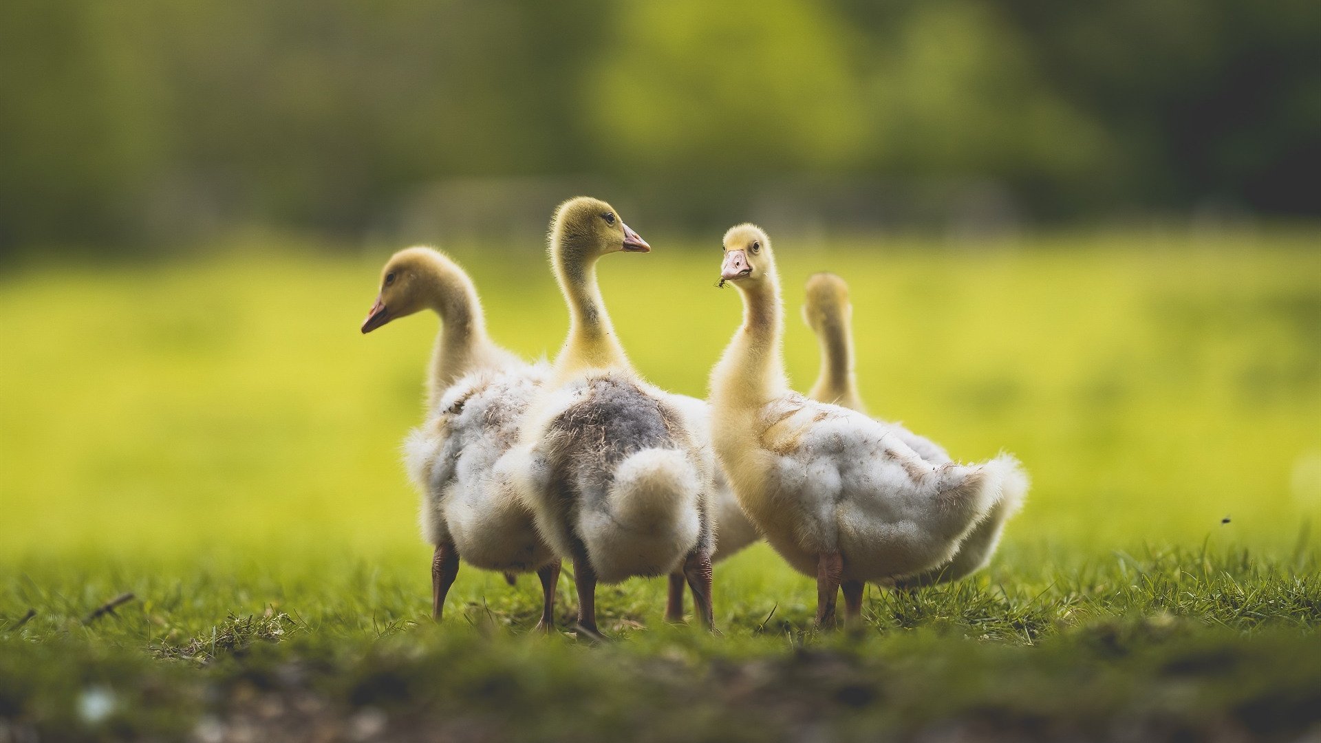 中国篮球运动员体能测试标准制定,篮球运动员身体素质测试