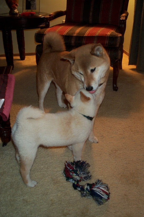 体育心理咨询服务体系在高校推广实施研究,体育心理学的热点问题