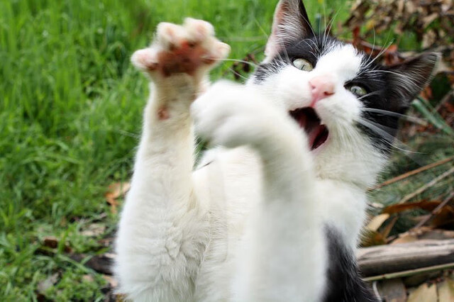 体育赛事票务系统智能升级,体育赛票官方下载