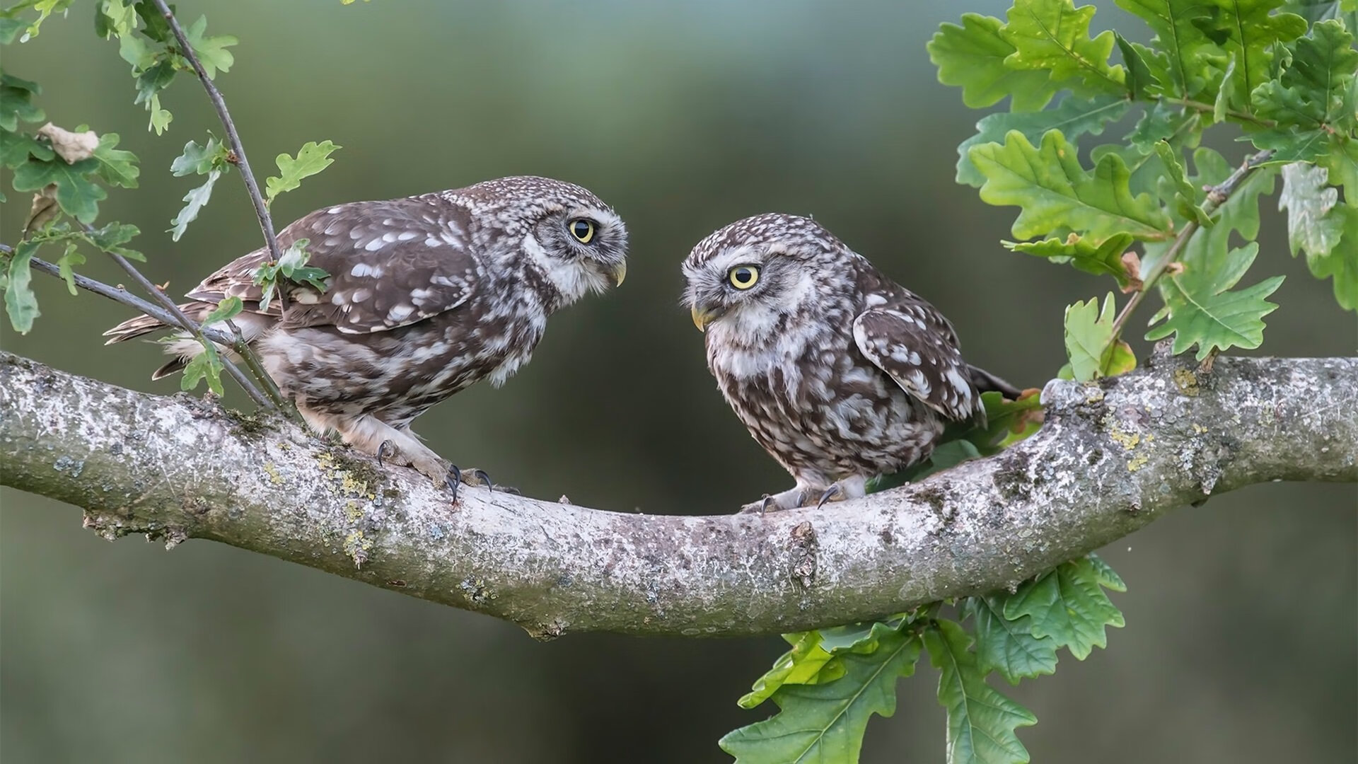 开云官方-中超比赛直播数据实时进入国家分析库，中超足球直播比赛